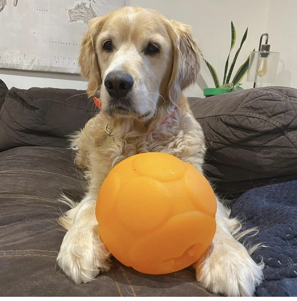 Aussie Dog Buddy Ball
