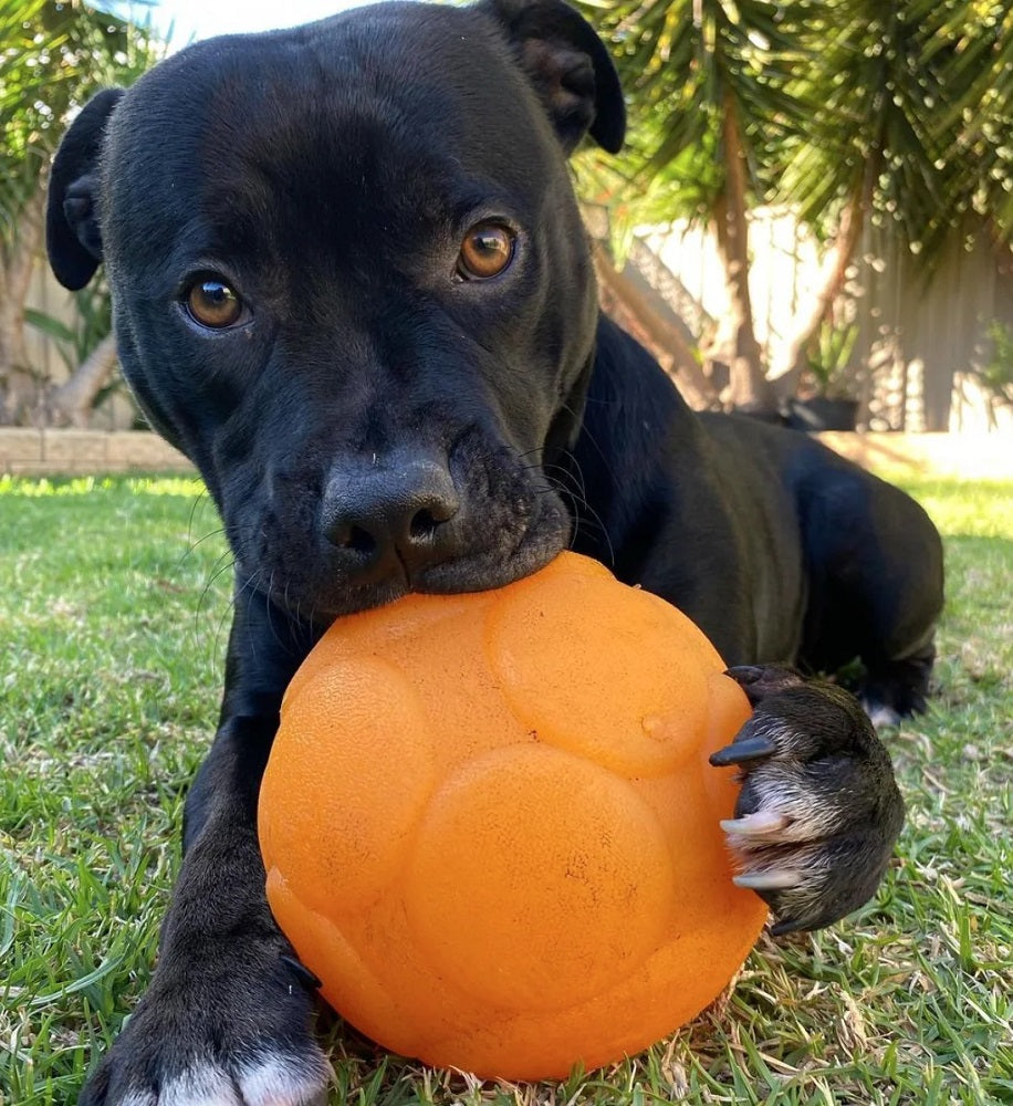Aussie Dog Buddy Ball