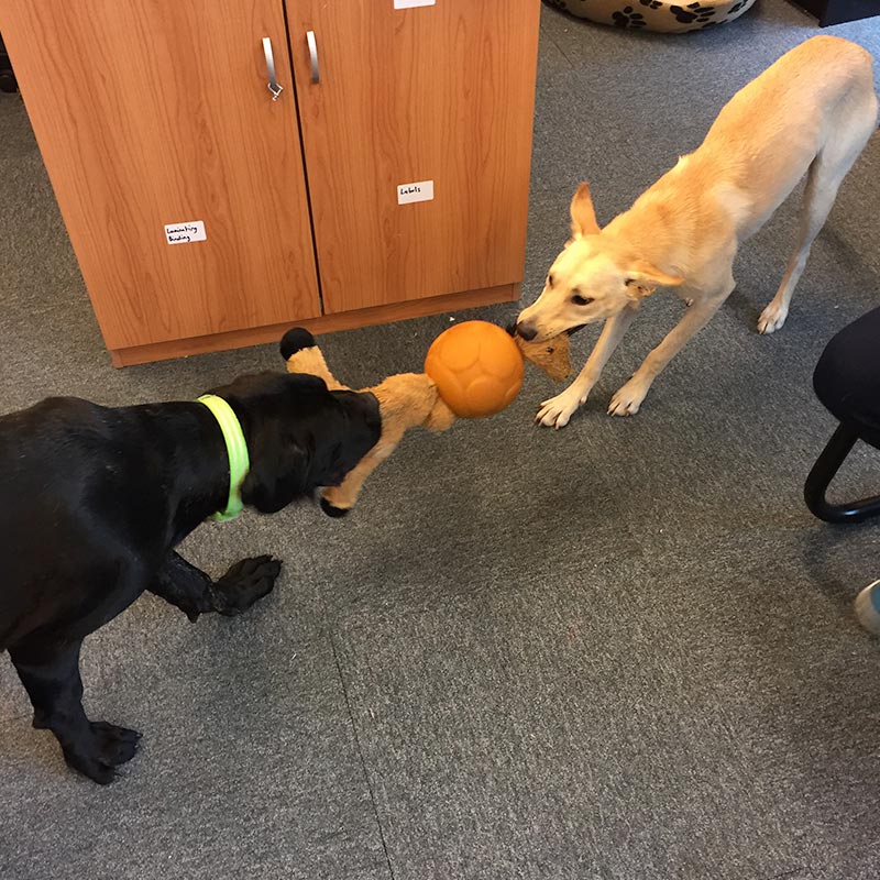 Aussie Dog Buddy Ball