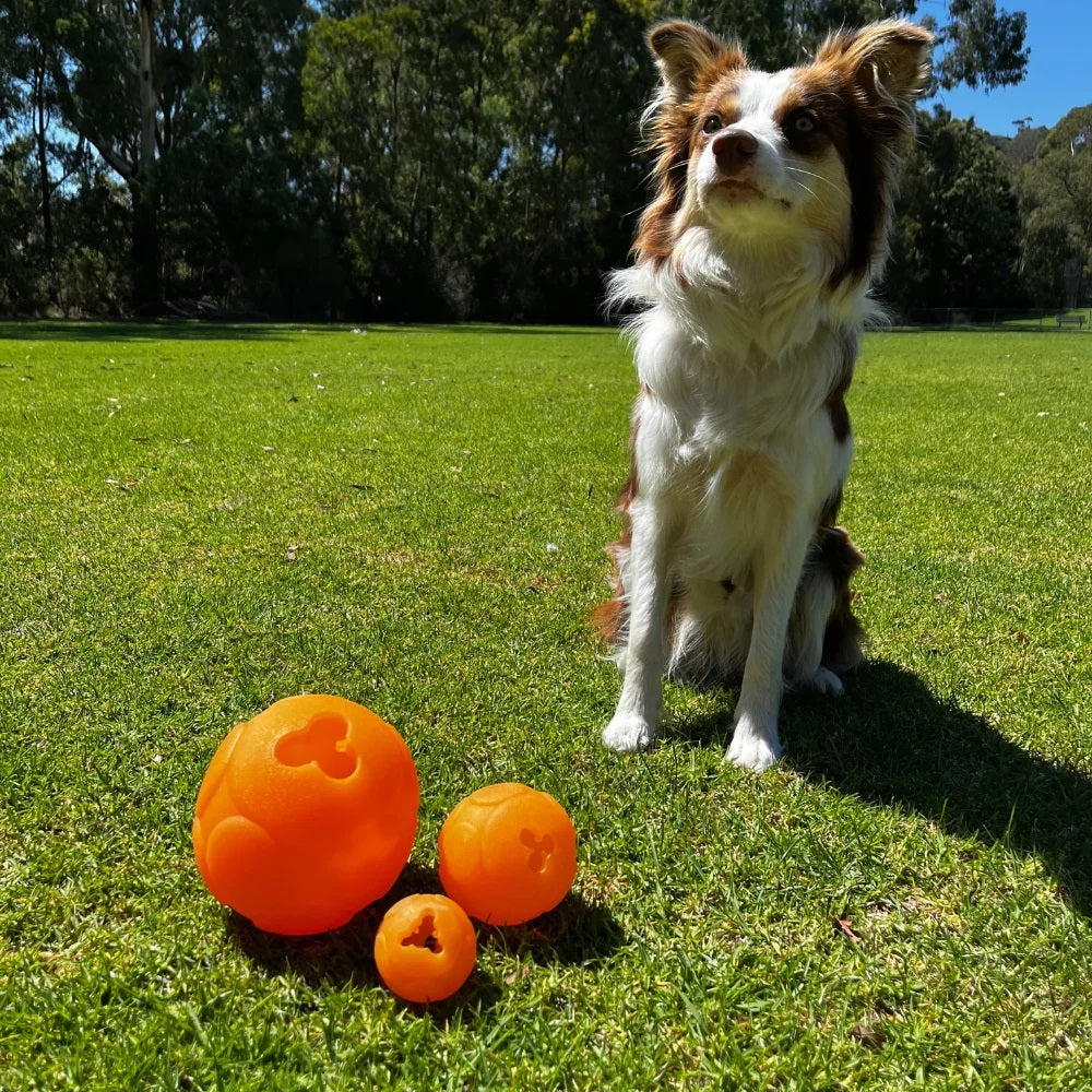 Aussie Dog Buddy Ball