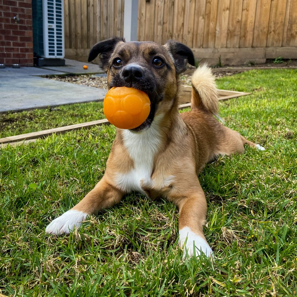 Aussie Dog Buddy Ball