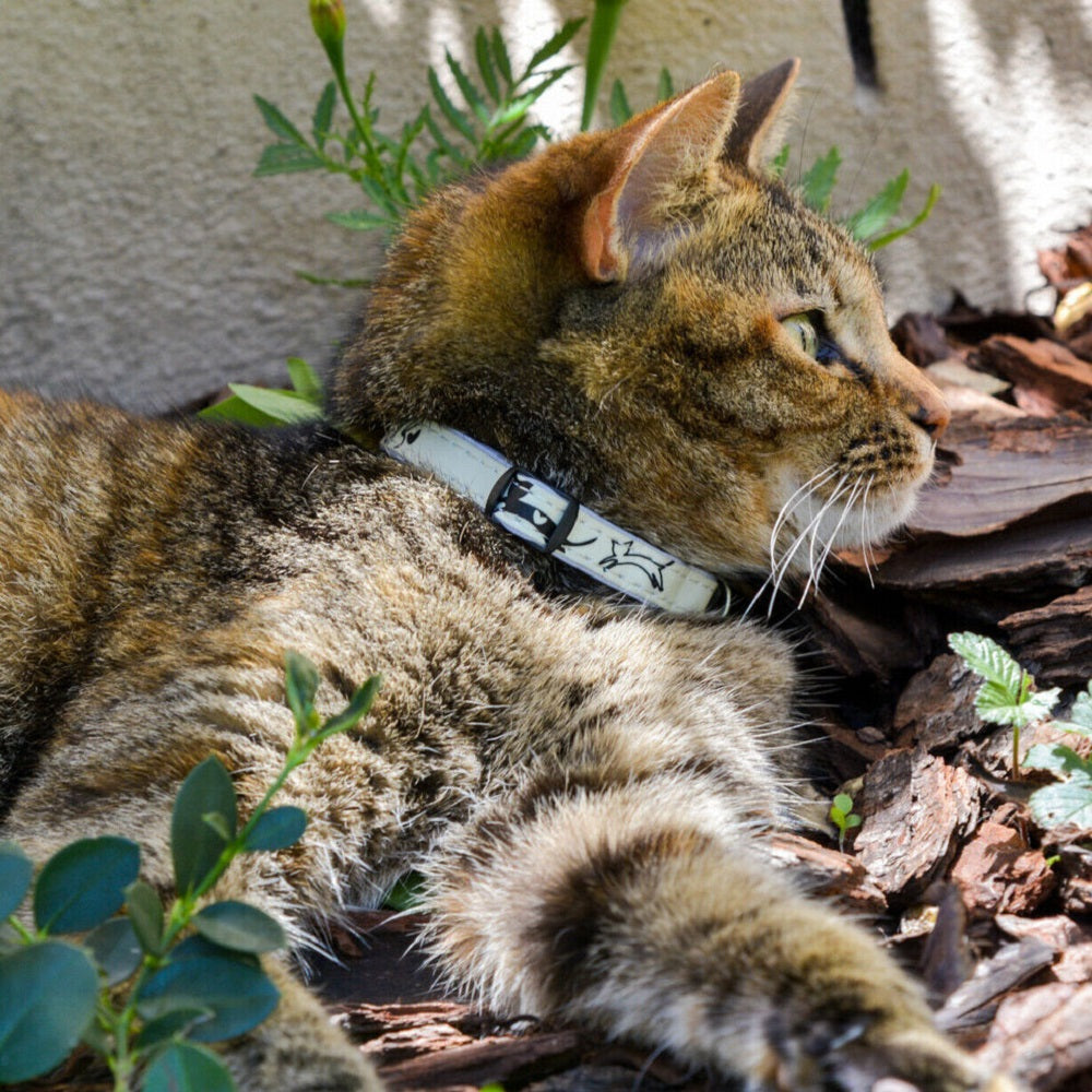 Rogz GlowCat Collar - Pink Butterflies "Glow in the Dark"