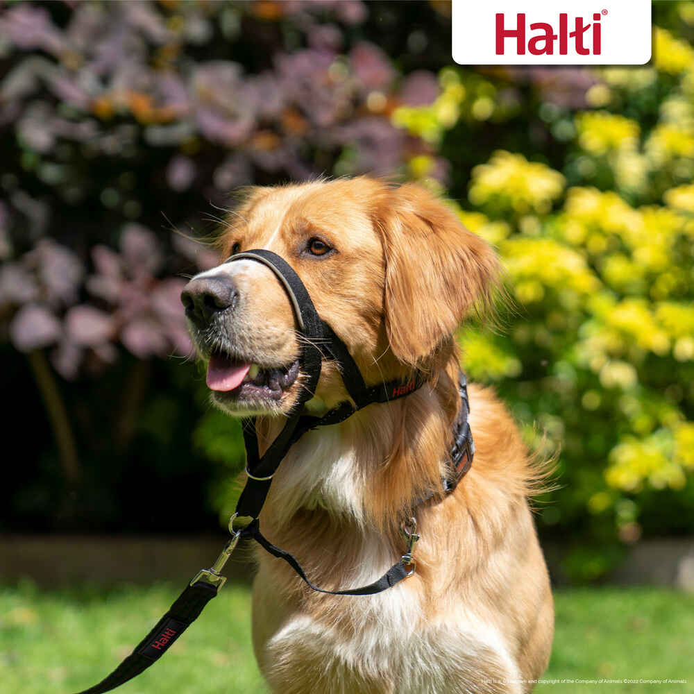 Halti Head Collar