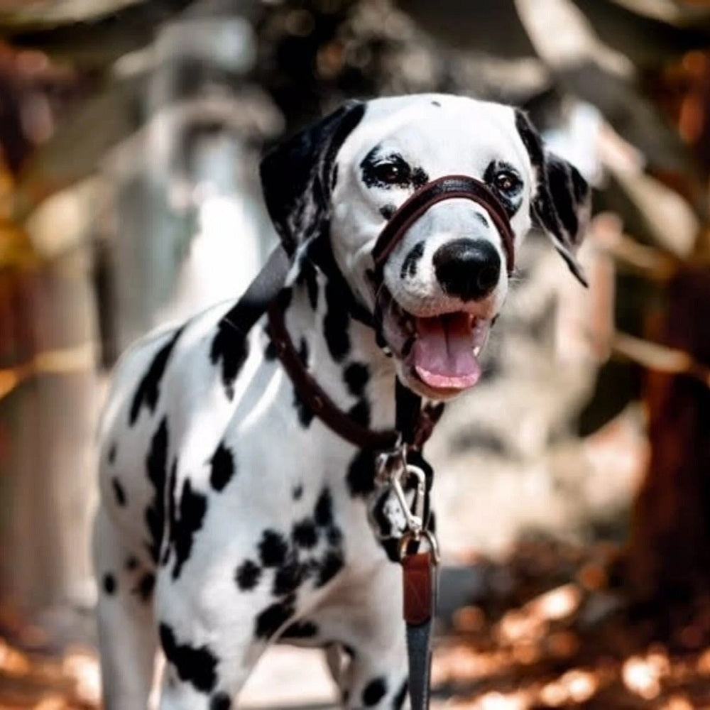 Halti Opti Fit Head Collar