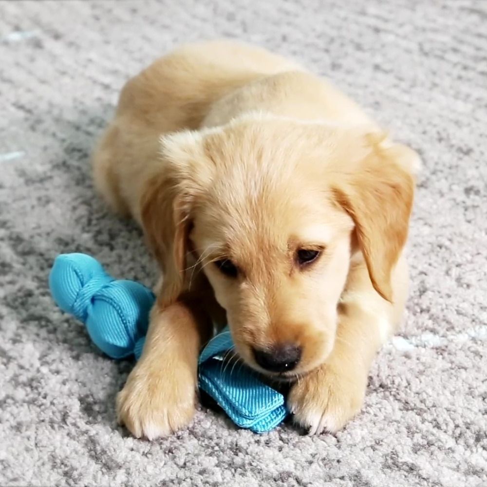 KONG Puppy WUBBA