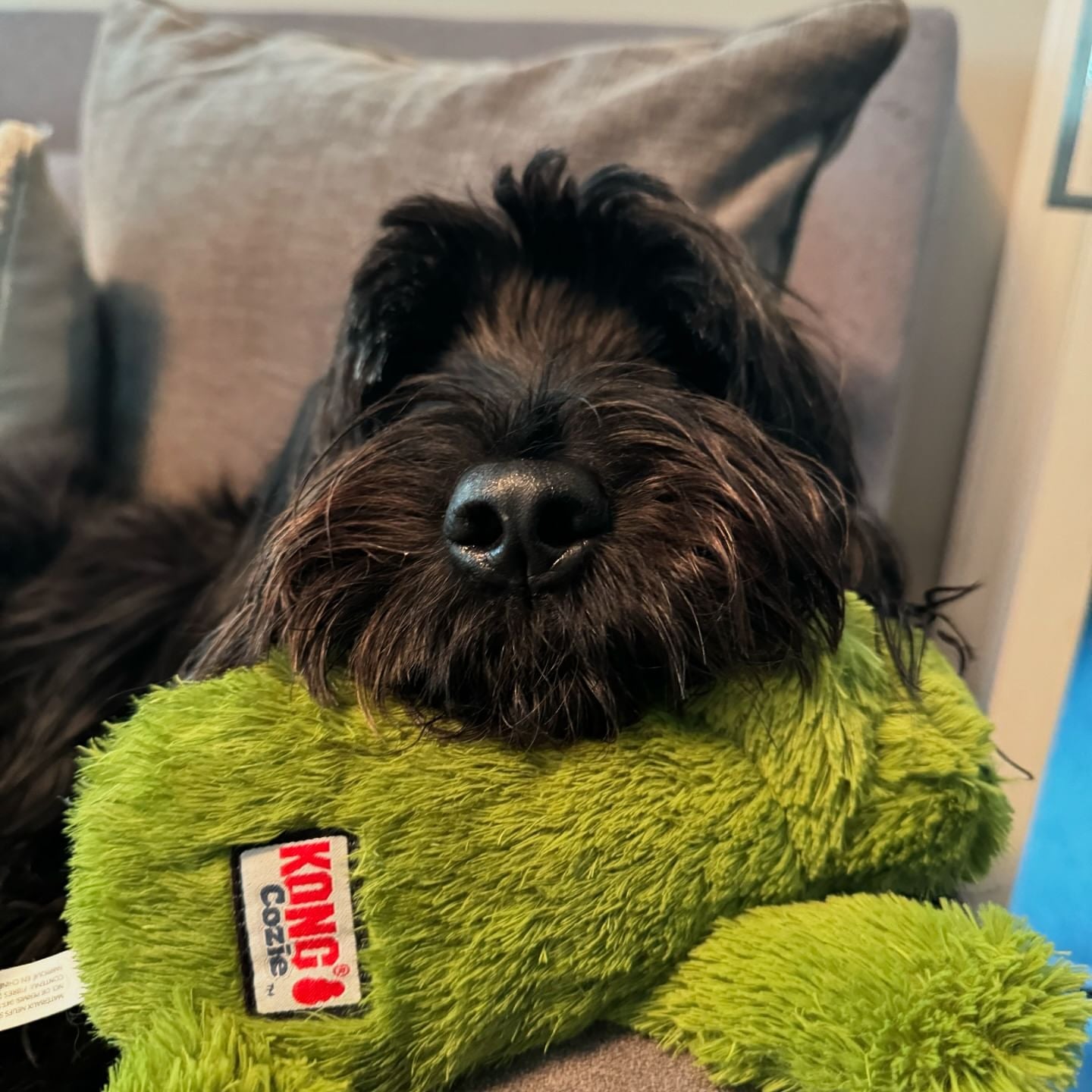 Kong Cozie Ali Alligator