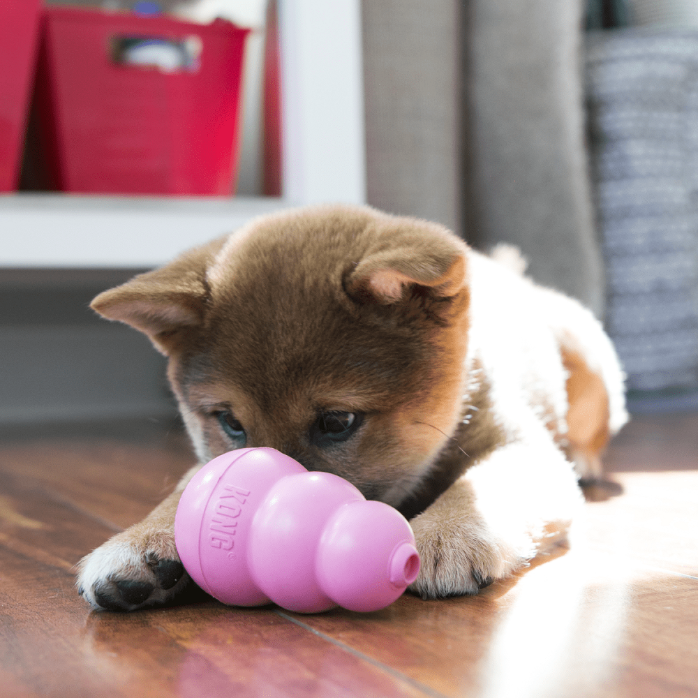 Kong Puppy