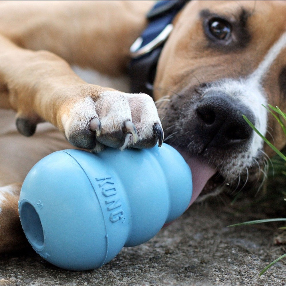 Kong Puppy