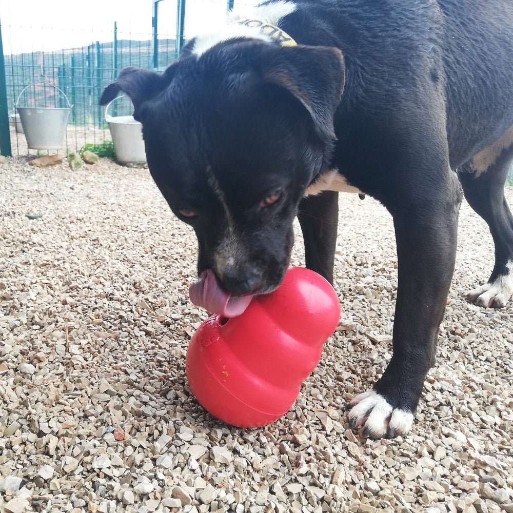 Kong Wobbler
