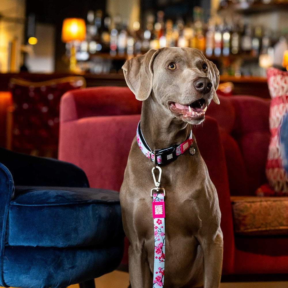 "Cherry Bloom" Dog Leash by Max & Molly