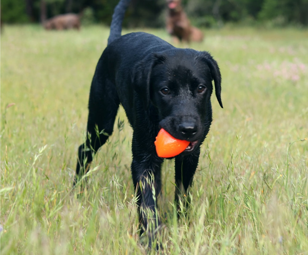Ruff Dawg Football / Football XL