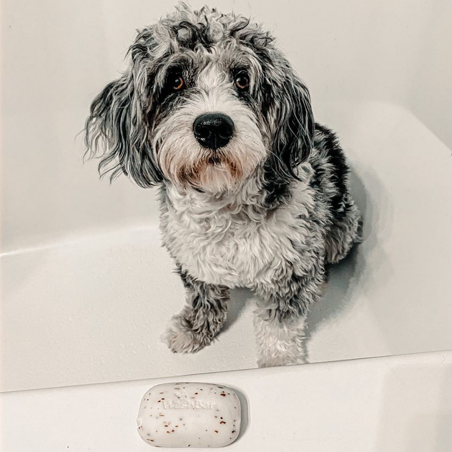 Original WashBar Soap for Dogs