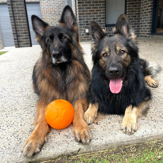 Aussie Dog Buddy Ball