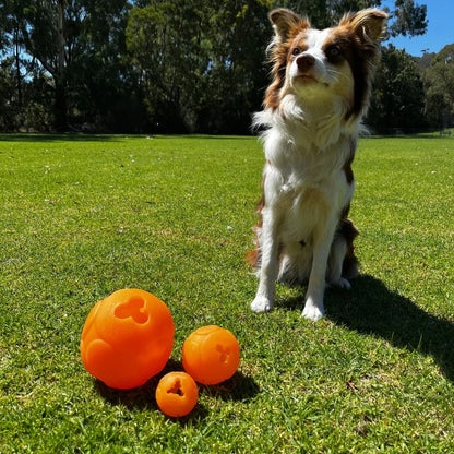 Aussie Dog Buddy Ball