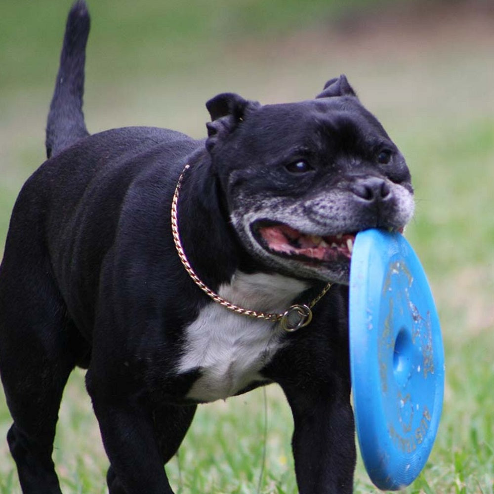 Aussie Dog "Fly…It"  (The Ultimate Frisbee for Dogs)