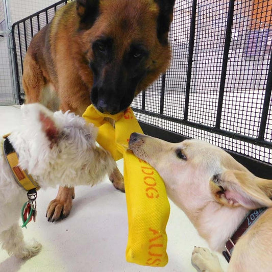 Aussie Dog "Pull…It"