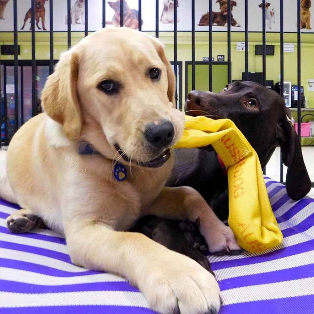 Aussie Dog "Pull…It"