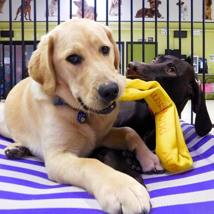Aussie Dog "Pull…It"