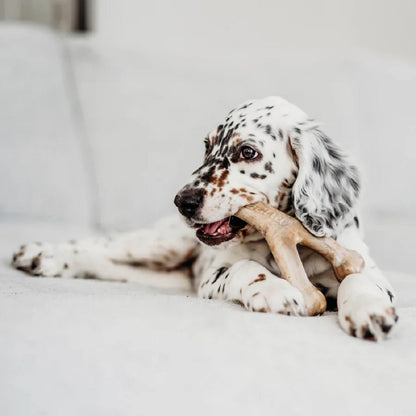 Benebone Puppy 2 Pack – Bacon