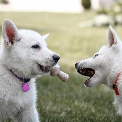 Puppy 2 Pack - Maple and Bacon from Benebone