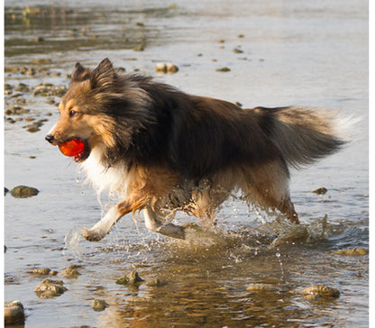 BIONIC BALL – Durable Dog Toy for Power Chewers