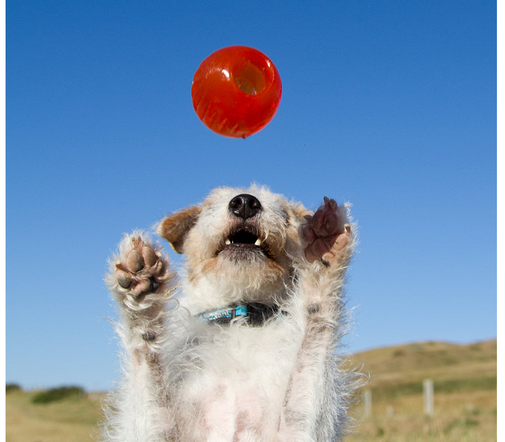 BIONIC BALL – Durable Dog Toy for Power Chewers
