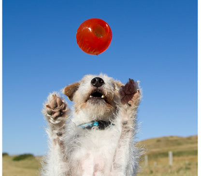 BIONIC BALL – Durable Dog Toy for Power Chewers