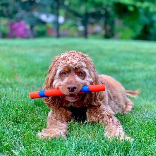 Chuckit! Ultra Stick
