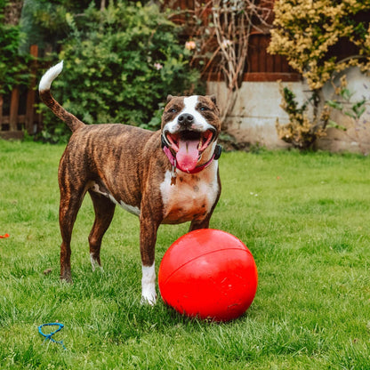 Boomer Ball – The ultimate tough toy
