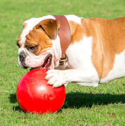 Boomer Ball – The ultimate tough toy