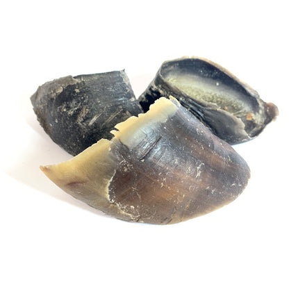 Cow Hooves