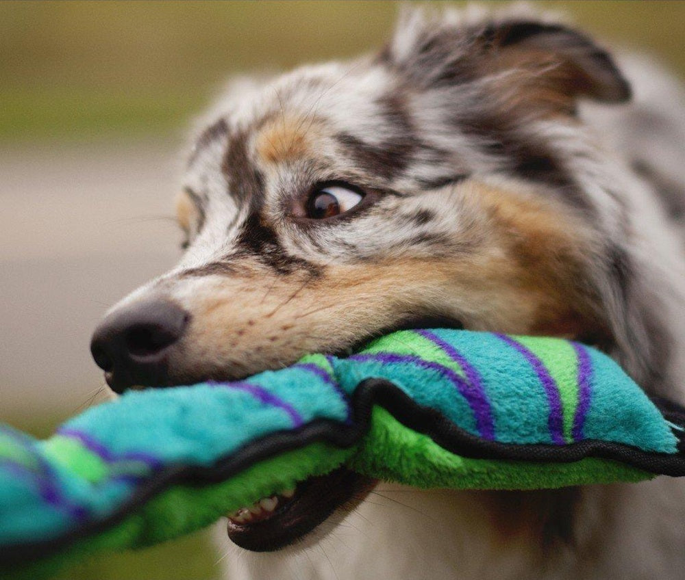 Durablez Snake Plush Dog Toy, X-Large