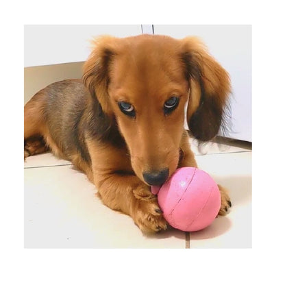 Kong Puppy Ball