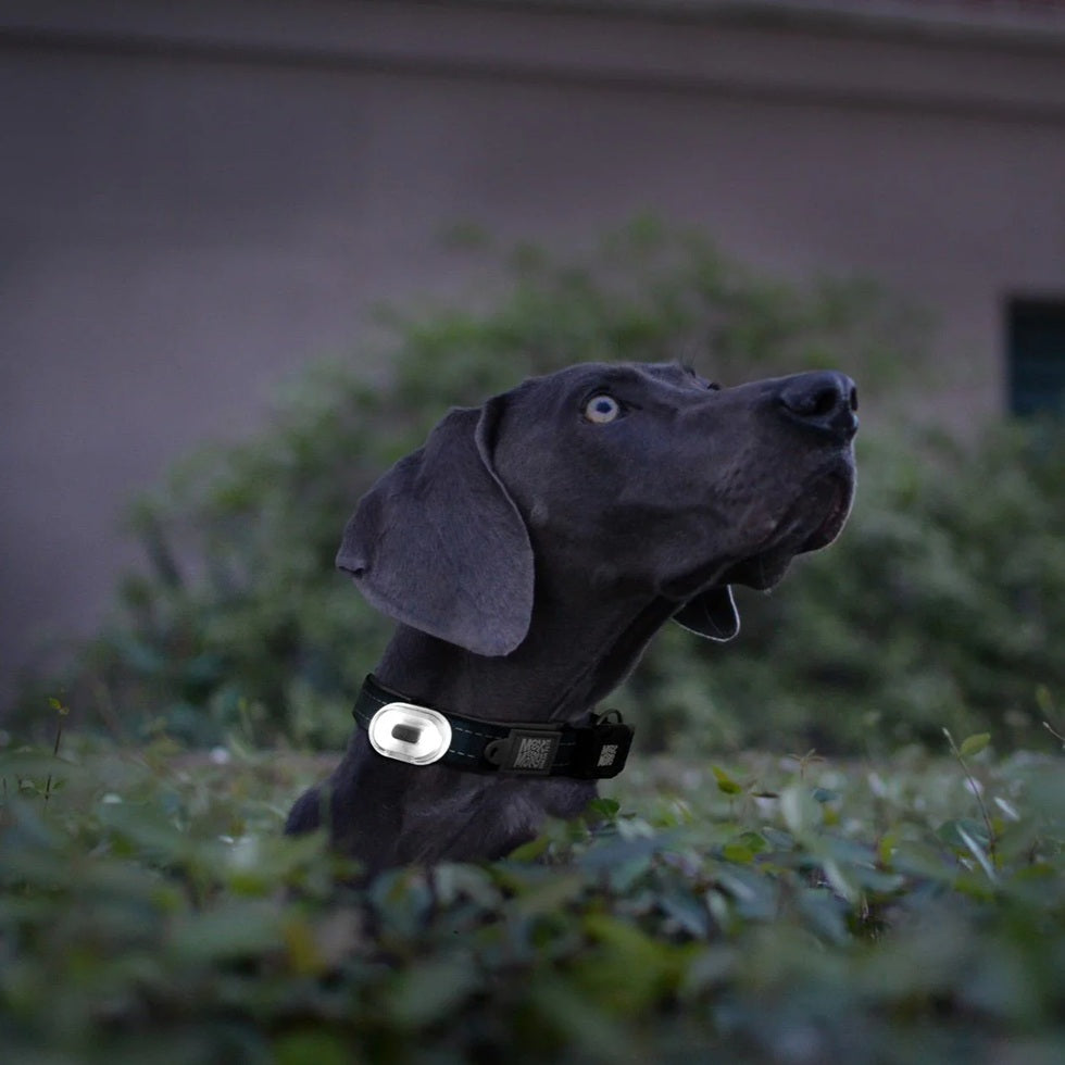 Matrix 2.0 Ultra LED - Safety Light - Max & Molly
