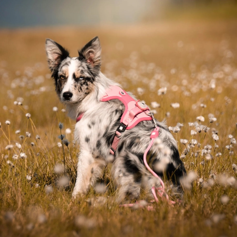 Soundshield - 24/7 Ultrasonic Technology Against Ticks & Fleas