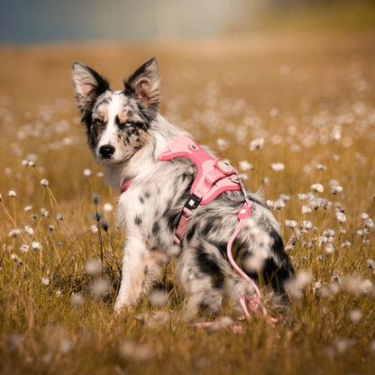 Soundshield - 24/7 Ultrasonic Technology Against Ticks & Fleas