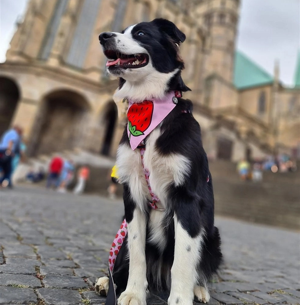 Strawberry Dream Dog Lead by Max & Molly