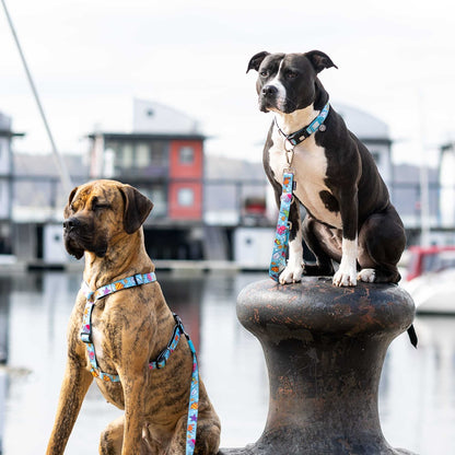 Blue Ocean Dog Lead by Max and Molly