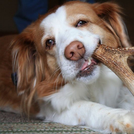 Platinum Ranch Deer Antler Dog Chew