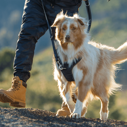Rogz Explore Harness - Save 25%
