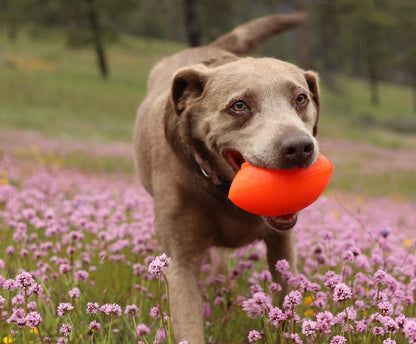 Ruff Dawg Football / Football XL