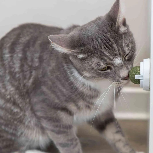 Trixie Catnip Ball With Holder