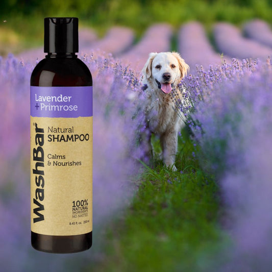 WashBar – Lavender & Primrose Natural Shampoo (250ml)