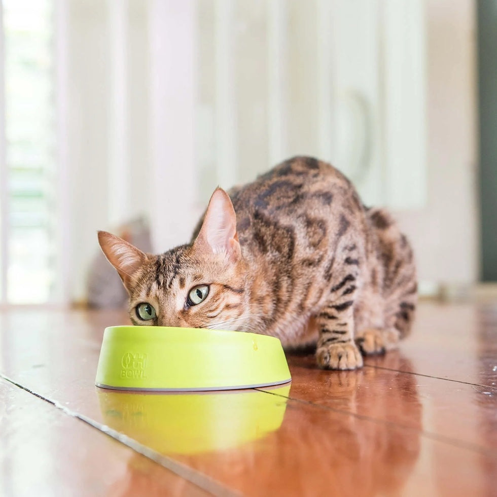 OH Bowl Cat by Lickimat